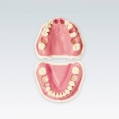 Tipodonto Frasaco ANA4VEOK903 para 5 Dientes de endodoncia NO incluidos