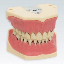 A-PZ Tipodonto Periodoncia Frasaco