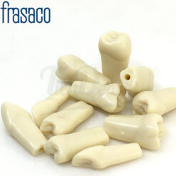 Dientes para Tipodonto Adulto Frasaco AG-3