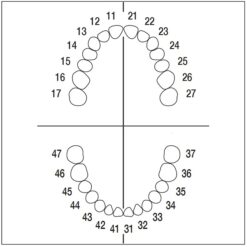 Juego 28 Dientes para Tipodonto Frasaco ANA-4