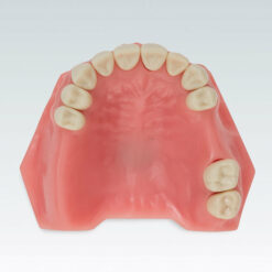 Modelo Maxilar dentado parcial Frasaco A-3 TOK 102