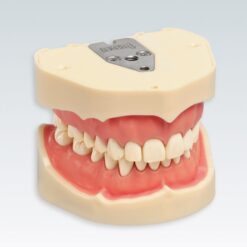 Tipodonto Frasaco ANA4