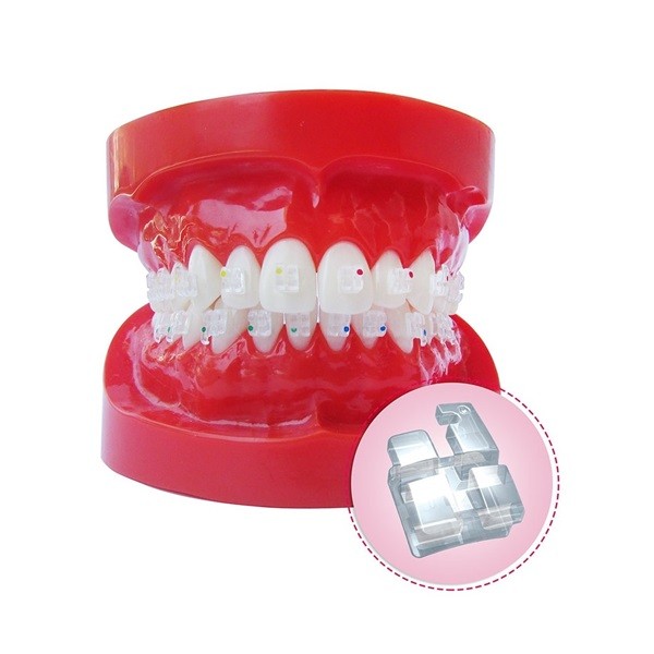 Tipodonto de demostración con Brackets Zafiro