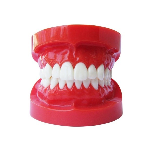 Tipodonto de demostración sin Brackets