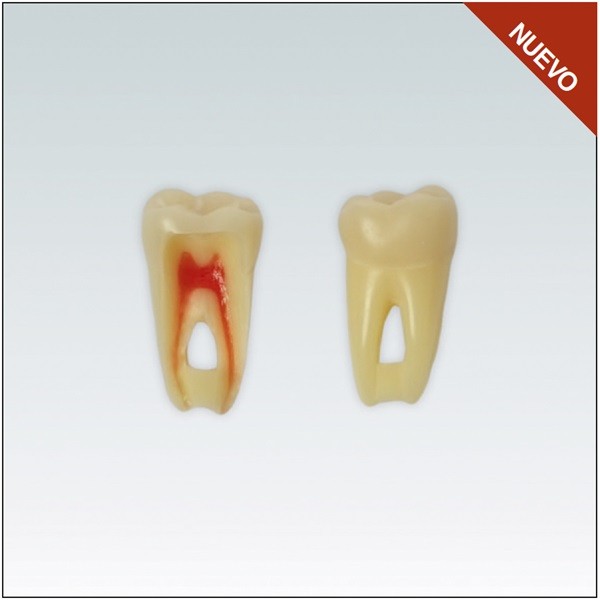 Diente Nº46 para Endodoncia - Restauradora Molar Inferior