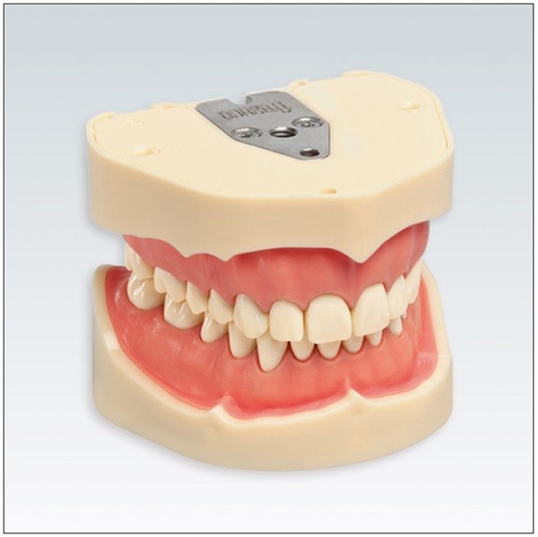 Tipodonto Frasaco ANKA4