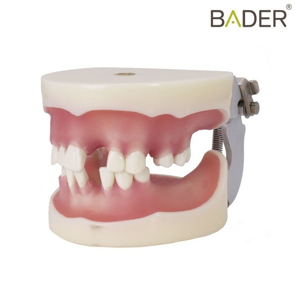 Tipodonto para implantología con articulador Bader