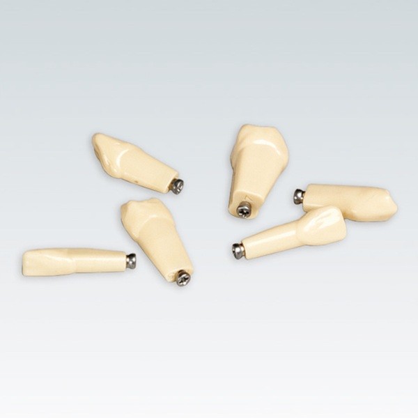 ANKA4Z Juego de Dientes para Tipodonto Frasaco ANKA4