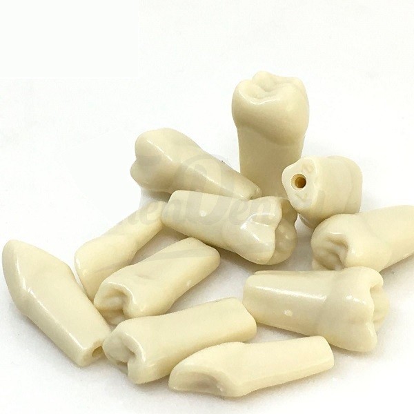 Dientes para Tipodonto Adulto Frasaco ANA-4