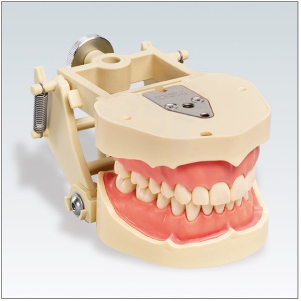 Tipodonto Frasaco ANKA4DAV