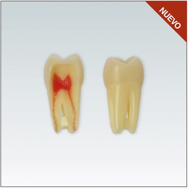 Diente Nº26 para Endodoncia - Restauradora Molar Superior