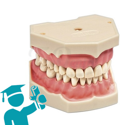 Tipodontos Estudiantes Odontología